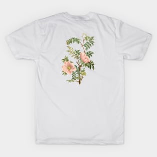 Wild Rose Flower Vintage Botanical Illustration T-Shirt